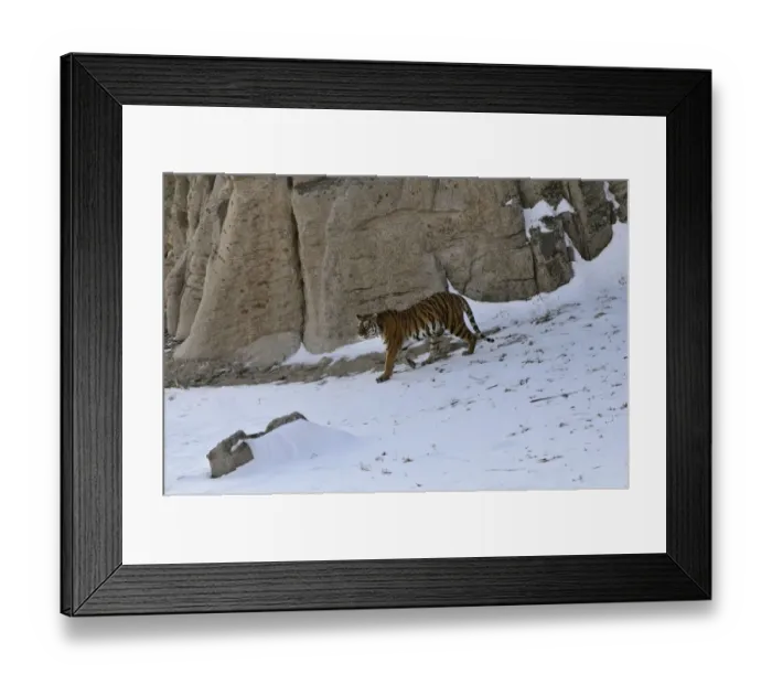 Framed Print : Amur / Siberian Tiger (Panthera tigris altaica) female in the wild, walking down a hillside Framed Print : Amur / Siberian Tiger (Panthera tigris altaica) female in the wild, walking down a hillside