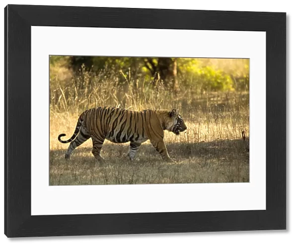 Tiger (Panthera tigris tigris), male portrait, Bandhavgarh, India, February 2013