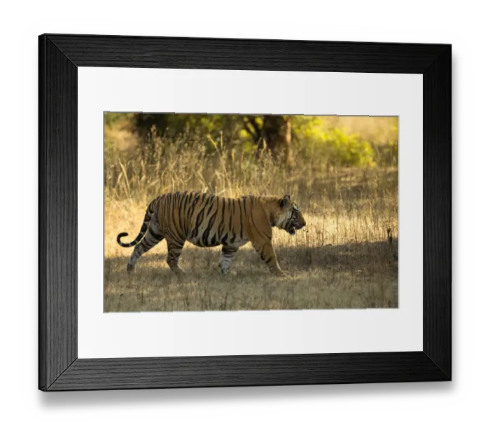 Framed Print : Tiger (Panthera tigris tigris), male portrait, Bandhavgarh, India, February 2013 Framed Print : Tiger (Panthera tigris tigris), male portrait, Bandhavgarh, India, February 2013
