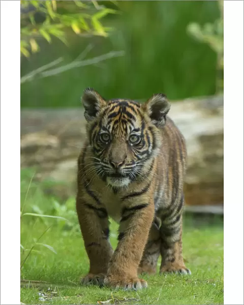 RF- Juvenile Sumatran tiger (Panthera tigris sumatrae), aged four months, captive