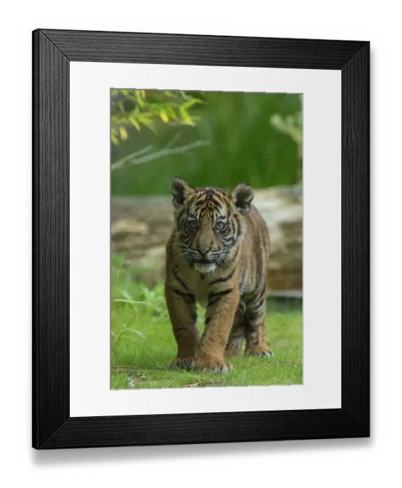 Framed Print : RF- Juvenile Sumatran tiger (Panthera tigris sumatrae), aged four months, captive Framed Print : RF- Juvenile Sumatran tiger (Panthera tigris sumatrae), aged four months, captive