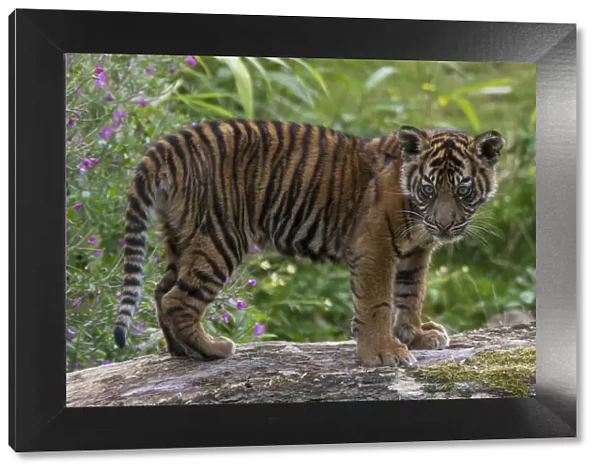 Juvenile Sumatran tiger (Panthera tigris sumatrae), aged four months, captive, occurs in Sumatra