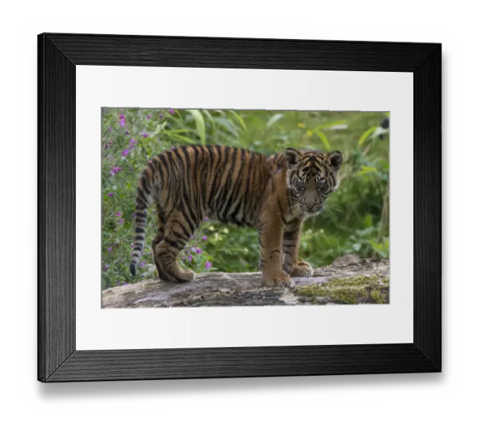 Framed Print : Juvenile Sumatran tiger (Panthera tigris sumatrae), aged four months, captive, occurs in Sumatra Framed Print : Juvenile Sumatran tiger (Panthera tigris sumatrae), aged four months, captive, occurs in Sumatra