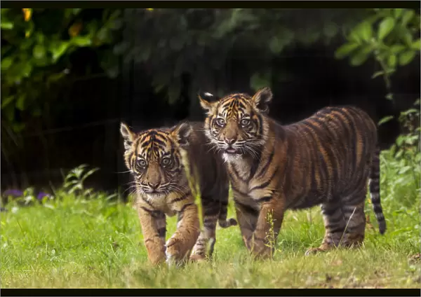 RF- Sumatran tiger (Panthera tigris sumatrae) with cub, aged four months, captive