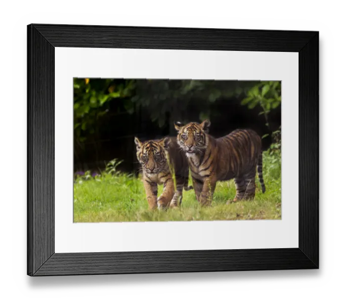 Framed Print : RF- Sumatran tiger (Panthera tigris sumatrae) with cub, aged four months, captive Framed Print : RF- Sumatran tiger (Panthera tigris sumatrae) with cub, aged four months, captive