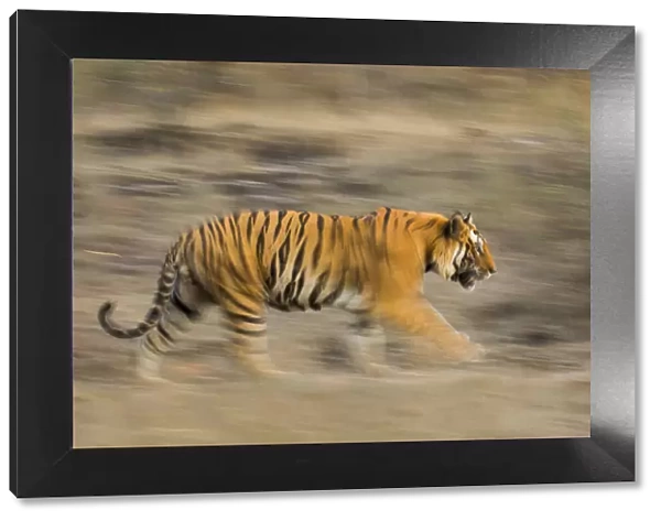 Male Bengal tiger (Panthera tigris tigris) known as Sundar (B2) patrolling territory