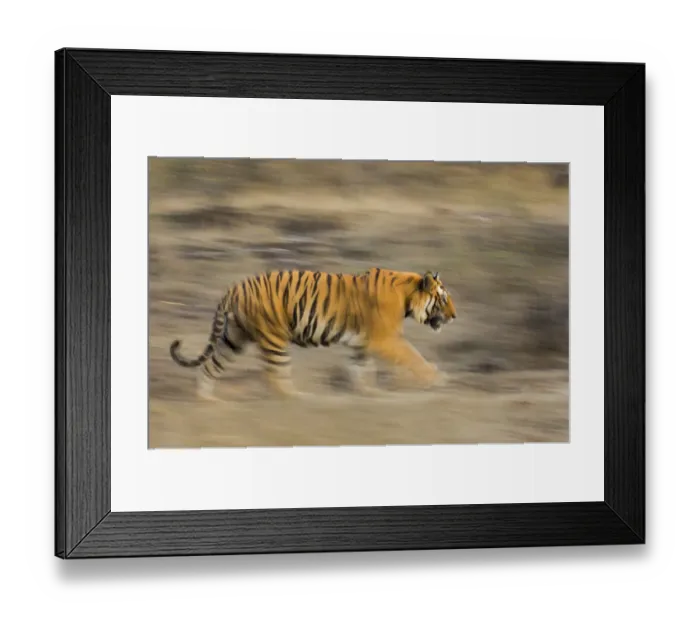 Framed Print : Male Bengal tiger (Panthera tigris tigris) known as Sundar (B2) patrolling territory Framed Print : Male Bengal tiger (Panthera tigris tigris) known as Sundar (B2) patrolling territory