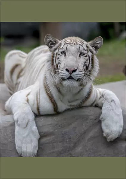 White Tiger (Panthera tigris) captive in Zoo, mutation caused by severe inbreeding