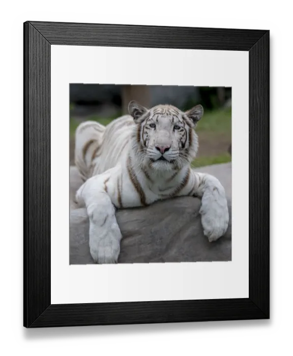 Framed Print : White Tiger (Panthera tigris) captive in Zoo, mutation caused by severe inbreeding
