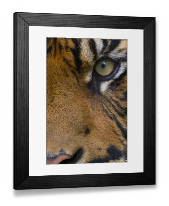Framed Print : Close-up of an eye of a Sumatran tiger (Panthera tigris sumatrae), captive, occurs in Sumatra Framed Print : Close-up of an eye of a Sumatran tiger (Panthera tigris sumatrae), captive, occurs in Sumatra