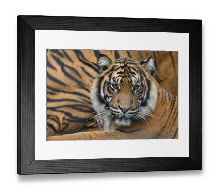 Framed Print : Sumatran tiger (Panthera tigris sumatrae), captive, occurs in Sumatra, Indonesia Framed Print : Sumatran tiger (Panthera tigris sumatrae), captive, occurs in Sumatra, Indonesia