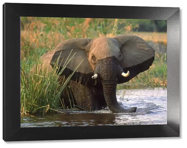 African elephant feeding on papyrus in river, Okavango Delta, Botswana