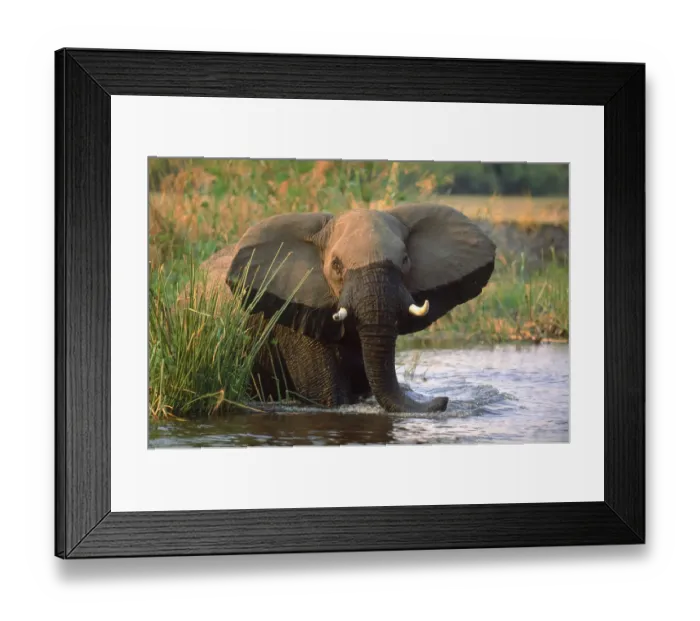 Framed Print : African elephant feeding on papyrus in river, Okavango Delta, Botswana