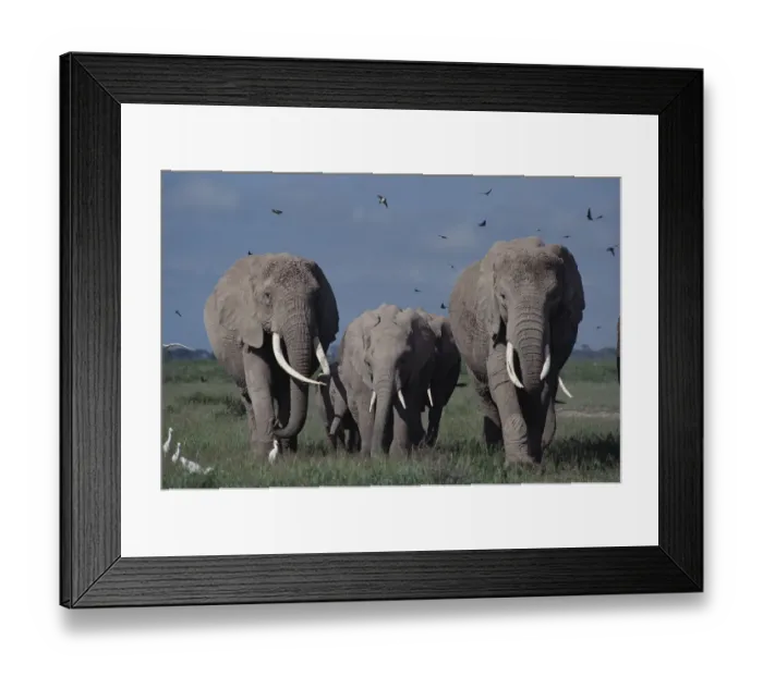 Framed Print : Elephants (including Echo & Ella of Cynthia Moss EB family study group) Amboseli NP Framed Print : Elephants (including Echo & Ella of Cynthia Moss EB family study group) Amboseli NP