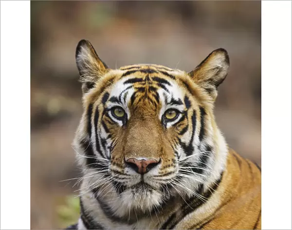 Bengal tiger (Panthera tigris tigris) female head portrait, Bandhavgarh National