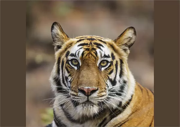 Bengal tiger (Panthera tigris tigris) female head portrait, Bandhavgarh National