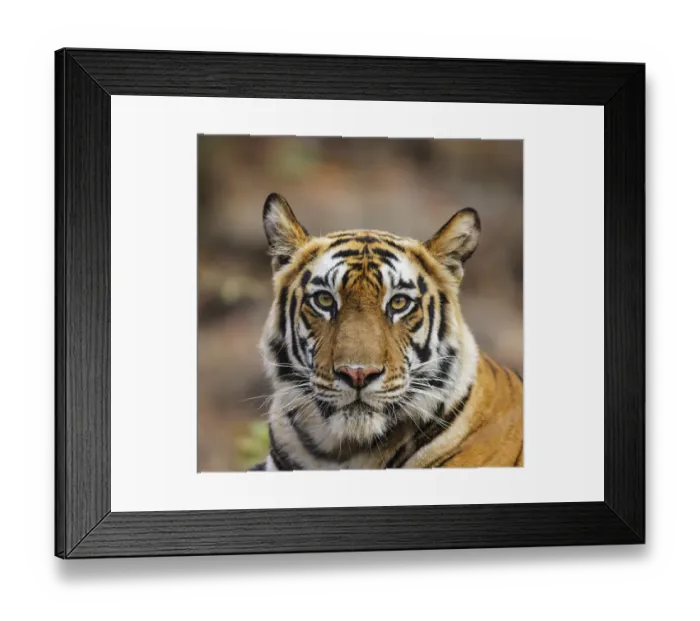 Framed Print : Bengal tiger (Panthera tigris tigris) female head portrait, Bandhavgarh National Framed Print : Bengal tiger (Panthera tigris tigris) female head portrait, Bandhavgarh National