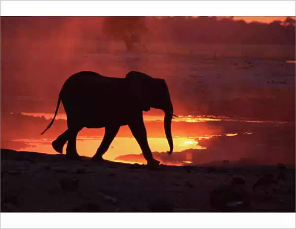 RF- African elephant (Loxodonta africana) at sunset. Chobe National Park, Botswana