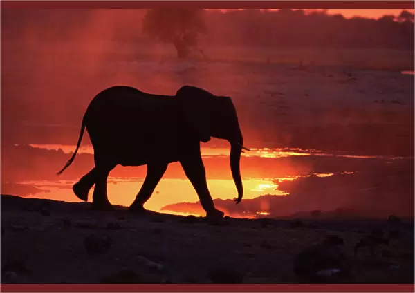 RF- African elephant (Loxodonta africana) at sunset. Chobe National Park, Botswana