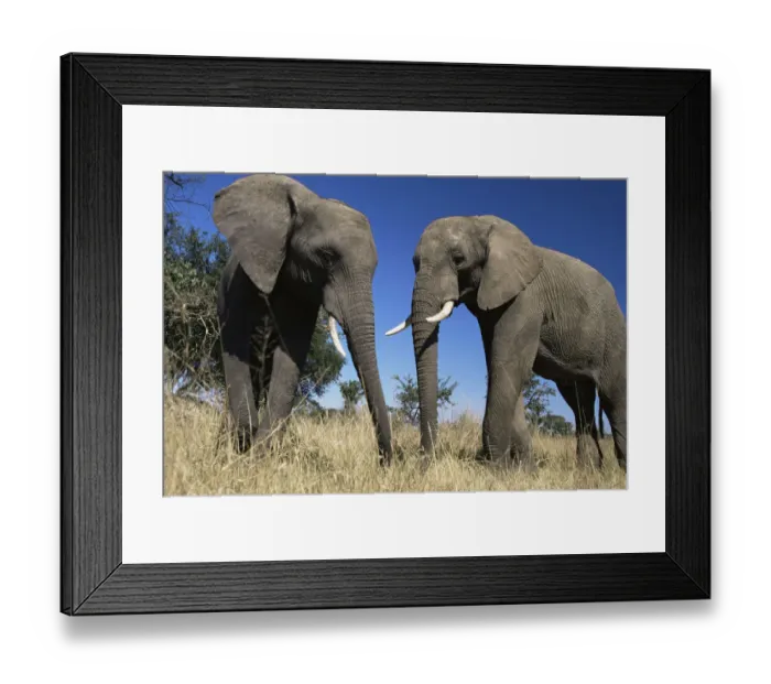 Framed Print : African elephants {Loxodonta africana} Imere Zimbabwe Framed Print : African elephants {Loxodonta africana} Imere Zimbabwe