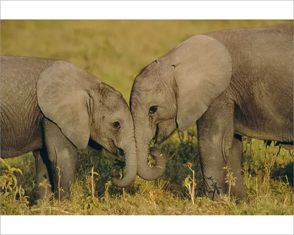 Two young African elephants {Loxodonta africana} Amboseli NP, Kenya