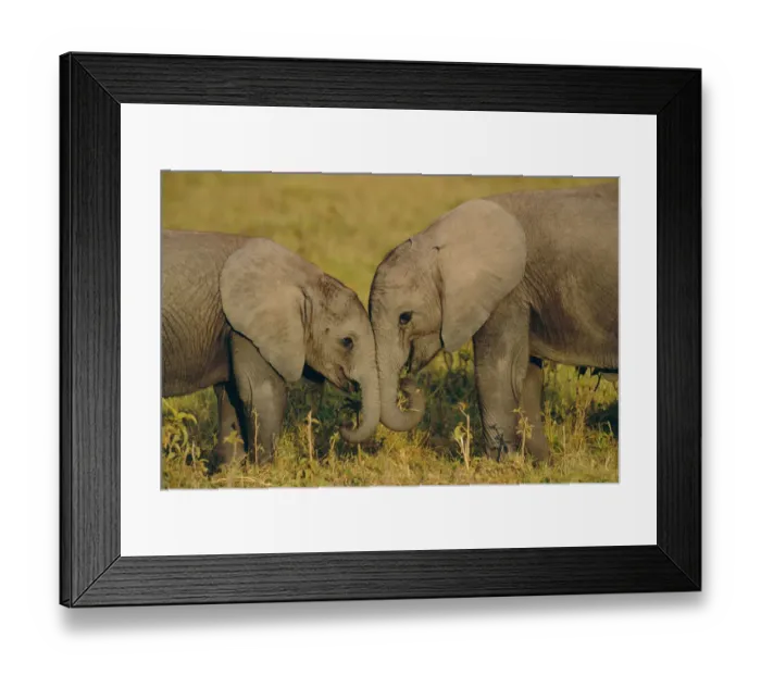 Framed Print : Two young African elephants {Loxodonta africana} Amboseli NP, Kenya