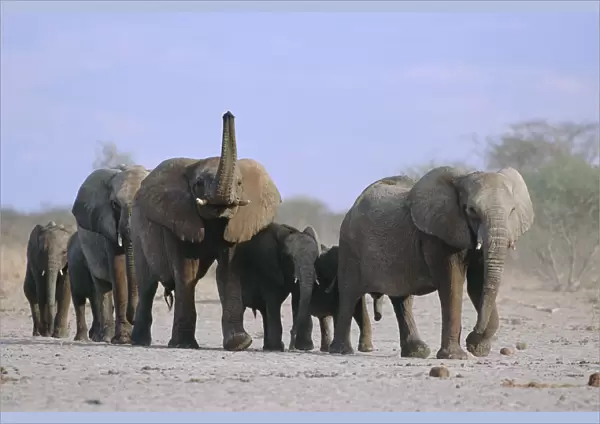 African elephants walking in line {Loxodonta africana} Etosha NP, Namibia