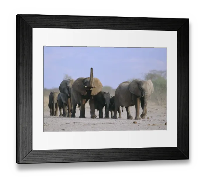 Framed Print : African elephants walking in line {Loxodonta africana} Etosha NP, Namibia Framed Print : African elephants walking in line {Loxodonta africana} Etosha NP, Namibia