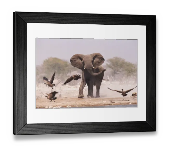 Framed Print : African elephant {Loxodonta africana} & Whitebacked vultures by waterhole, Etosha NP Framed Print : African elephant {Loxodonta africana} & Whitebacked vultures by waterhole, Etosha NP