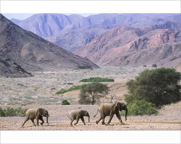 RF- African elephant family (Loxodonta africana) crossing desert landscape. Namibia, Kaokoland