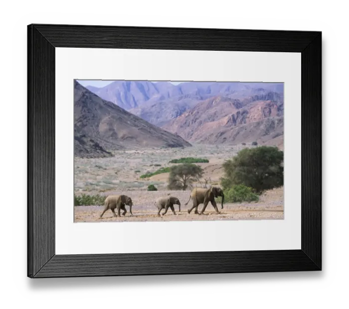 Framed Print : RF- African elephant family (Loxodonta africana) crossing desert landscape. Namibia, Kaokoland