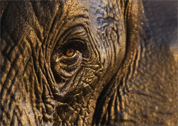 African elephant {Loxodonta africana} close-up of eye, Chobe national park, Botswana