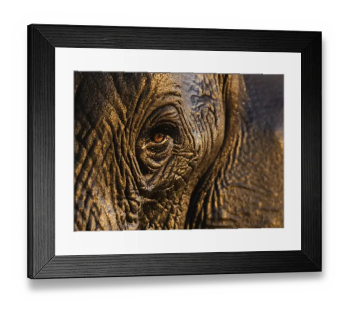 Framed Print : African elephant {Loxodonta africana} close-up of eye, Chobe national park, Botswana Framed Print : African elephant {Loxodonta africana} close-up of eye, Chobe national park, Botswana