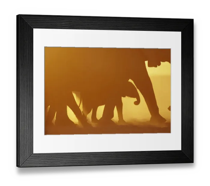 Framed Print : Silhouette of African elephants at sunset {Loxodonta africana} Kenya