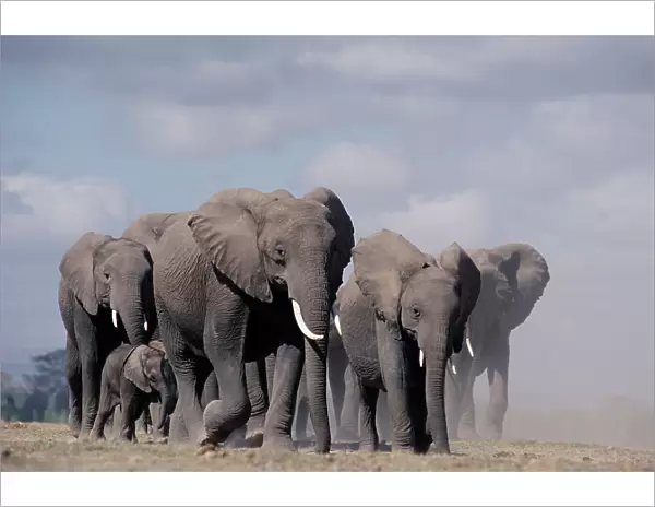 African elephant herd walking {Loxodonta africana} Amboseli, Kenya