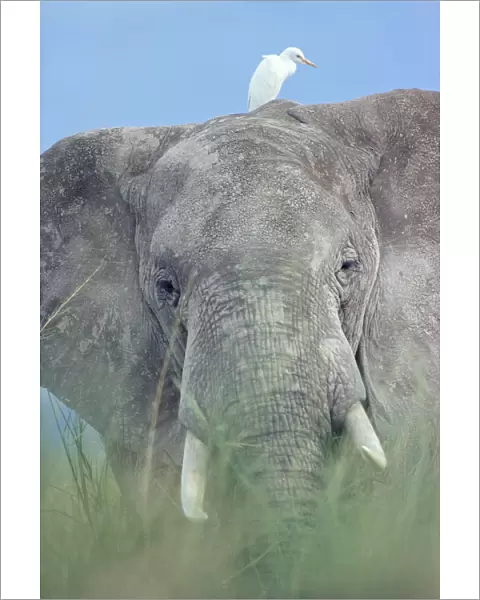African elephant portrait in grass {Loxodonta africana} with Egret, Kenya