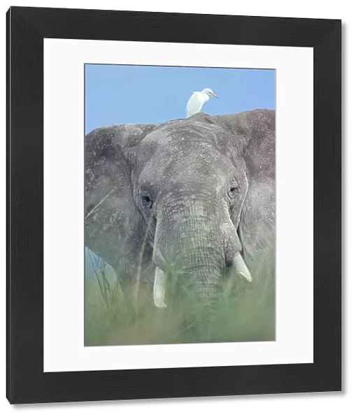 African elephant portrait in grass {Loxodonta africana} with Egret, Kenya