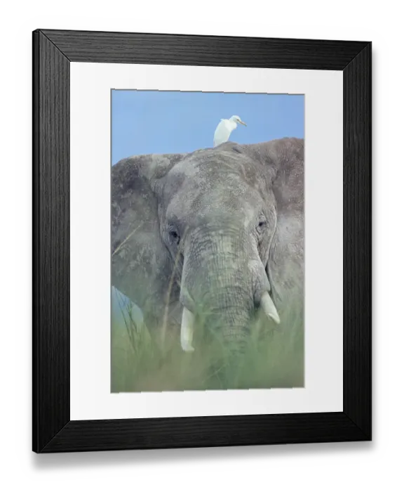 Framed Print : African elephant portrait in grass {Loxodonta africana} with Egret, Kenya Framed Print : African elephant portrait in grass {Loxodonta africana} with Egret, Kenya