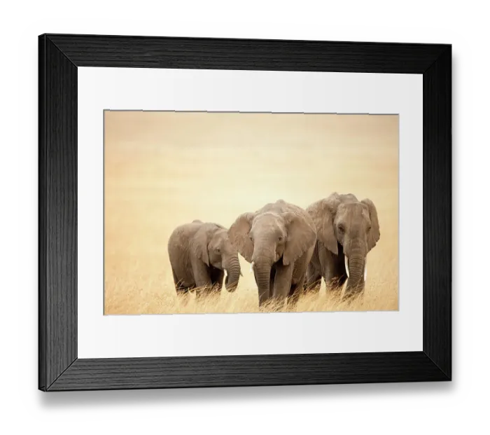 Framed Print : Family of African elephants (Loxodonta africana), Masai Mara National Reserve, Kenya, Africa Framed Print : Family of African elephants (Loxodonta africana), Masai Mara National Reserve, Kenya, Africa