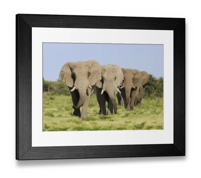 Framed Print : African elephant {Loxodonta africana} bulls walking in line, Etosha national park Framed Print : African elephant {Loxodonta africana} bulls walking in line, Etosha national park