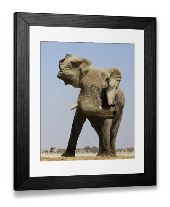 Framed Print : African elephant (Loxodonta africana) threat display by shaking head, at waterhole with Ostrich Framed Print : African elephant (Loxodonta africana) threat display by shaking head, at waterhole with Ostrich