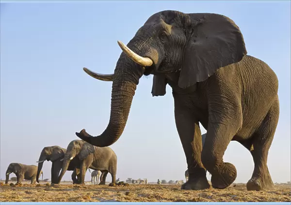 African elephant (Loxodonta africana) herd walking to waterhole, Etosha National Park