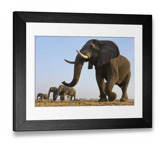 Framed Print : African elephant (Loxodonta africana) herd walking to waterhole, Etosha National Park Framed Print : African elephant (Loxodonta africana) herd walking to waterhole, Etosha National Park