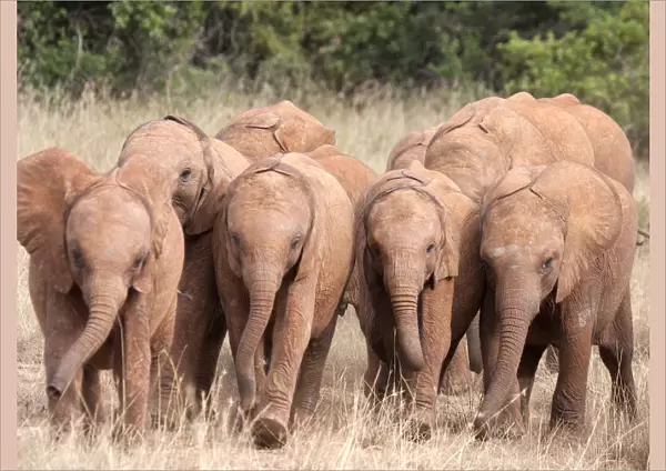 A group of rescued orphan baby Elephants (Loxodonta africana)
