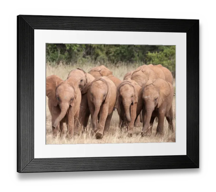 Framed Print : A group of rescued orphan baby Elephants (Loxodonta africana) Framed Print : A group of rescued orphan baby Elephants (Loxodonta africana)