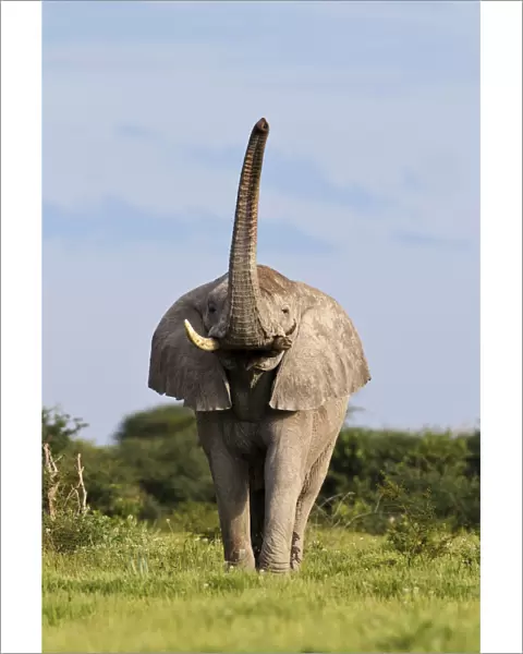 African Elephant (Loxodonta africana) male scenting with trunk raised. Etosha National Park