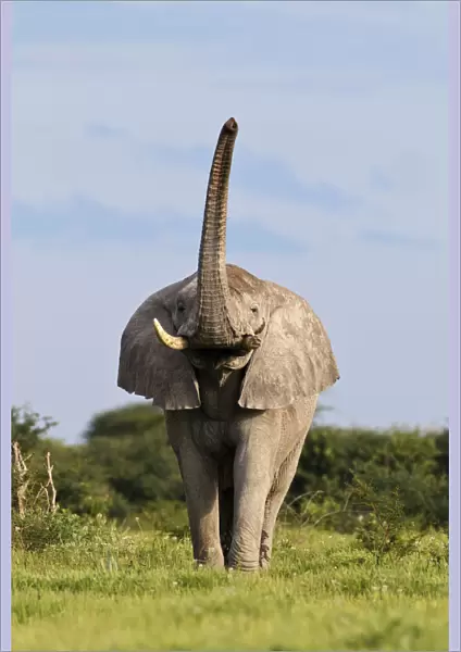 African Elephant (Loxodonta africana) male scenting with trunk raised. Etosha National Park