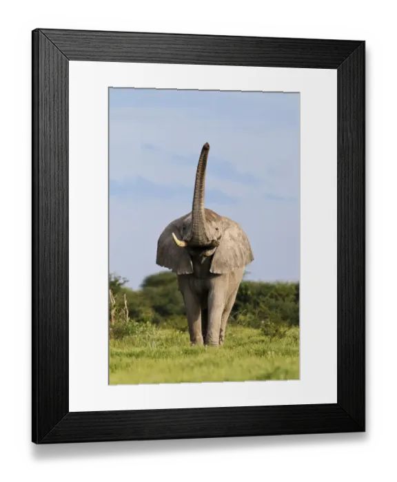Framed Print : African Elephant (Loxodonta africana) male scenting with trunk raised. Etosha National Park Framed Print : African Elephant (Loxodonta africana) male scenting with trunk raised. Etosha National Park