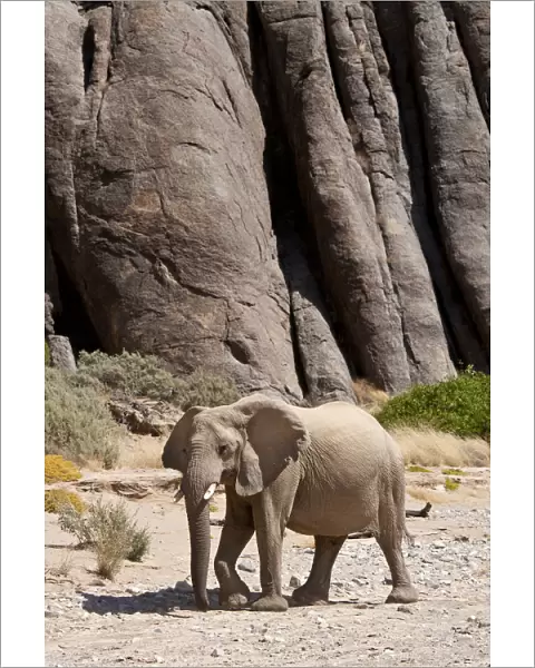 Desert african elephant (Loxodonta africana) in the Namib Desert, Damaraland, Namibia