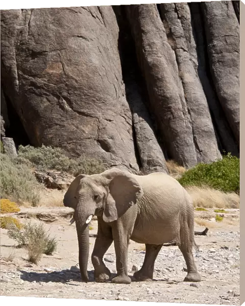 Desert african elephant (Loxodonta africana) in the Namib Desert, Damaraland, Namibia
